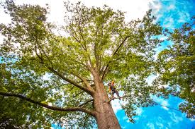 How Our Tree Care Process Works  in  Lakeside, VA